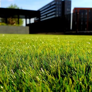 Guess The Rock Song Quiz Grass