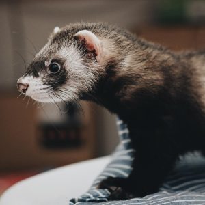 Which Chat App Are You? Quiz Ferret