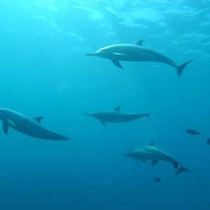 Which March Holiday Are You? Quiz Swimming with dolphins in the crystal-clear waters of Hawaii