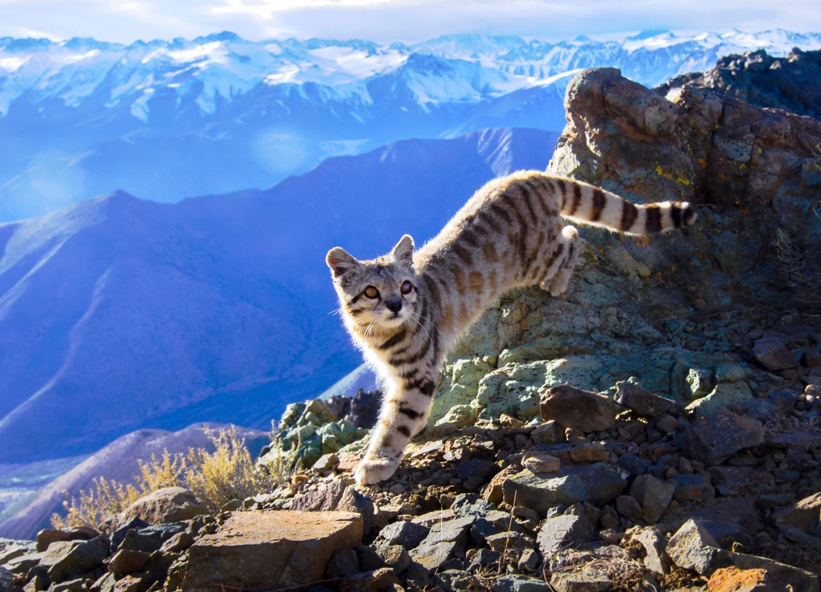 Mountains Quiz Andean mountain cat