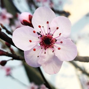 People With Exceptionally High IQ Will Find This 20-Que… Quiz Plum blossom