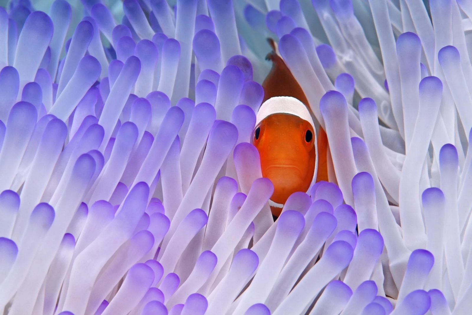 You got: Clownfish! Eat at an All-You-Can-Eat Seafood Buffet and I’ll Tell You Which Fascinating Sea Creature You Are