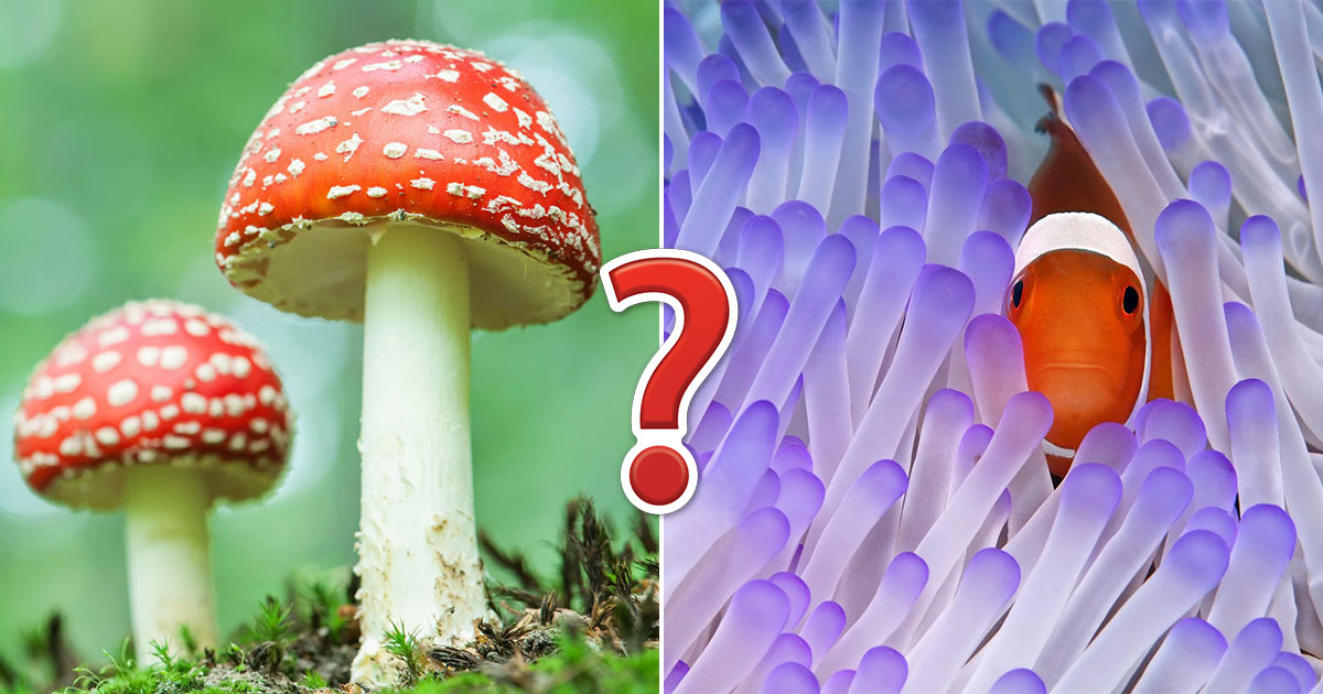 Animal, Vegetable Or Mineral? Quiz