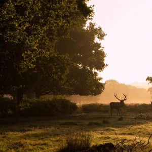 Plan Trip To London To Know When You'll Meet Your Soulm… Quiz Richmond Park