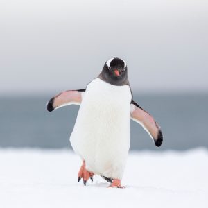 Penguin Trivia Quiz Gentoo penguin
