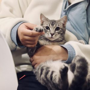 Are You A Black Cat Or A Golden Retriever? Quiz Veterinarian