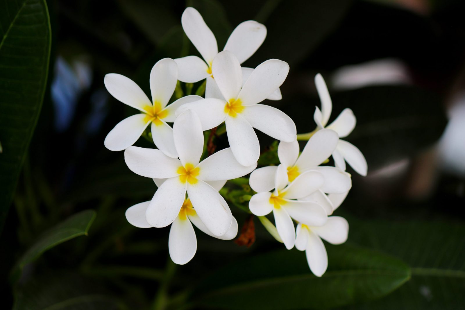 Spring Trivia Quiz Jasmine flowers