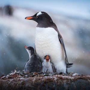 Second Largest Animals Gentoo penguin
