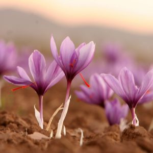 Flowers Soulmate Quiz Crocus
