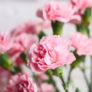 Pink Valentine's Day Quiz Carnation