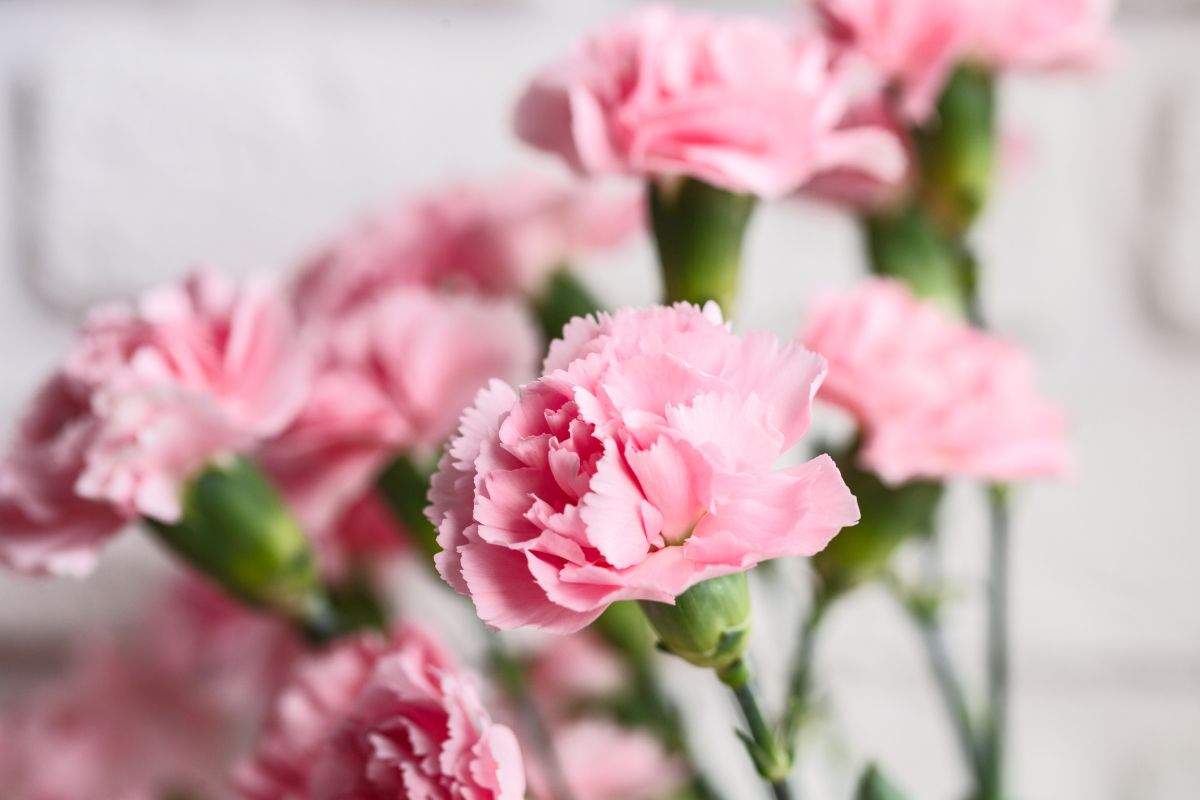 Pink carnation flowers for Mother's Day