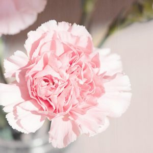 Pink Trivia Quiz Carnation chocolate