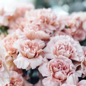 Spring Trivia Quiz Carnation