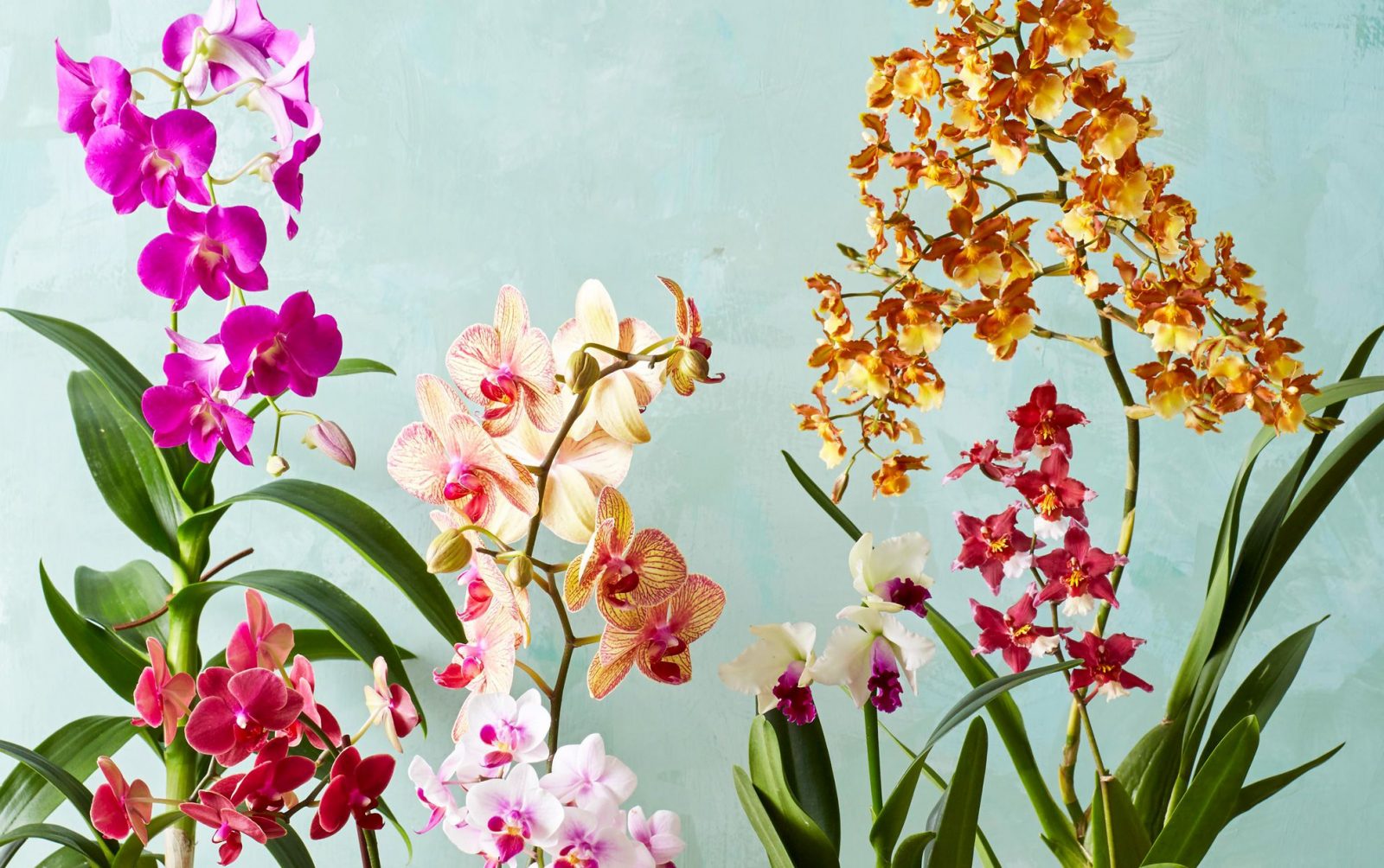 Orchids flowers