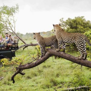 Create a Travel Bucket List ✈️ to Determine What Fantasy World You Are Most Suited for Kruger National Park, South Africa