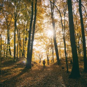 What Landscape Are You? Quiz Walking in the woods