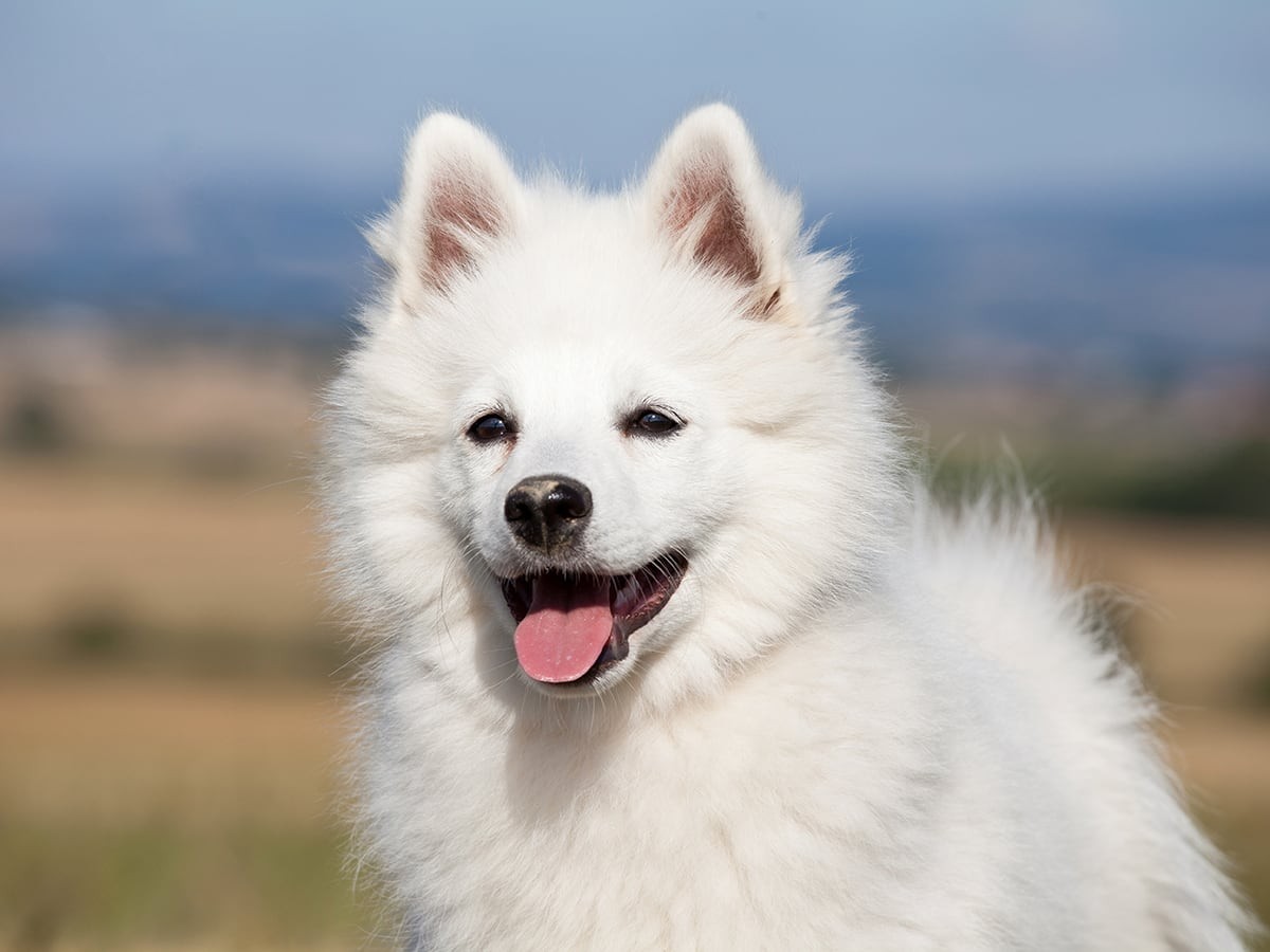 Can You Pass This Geography Quiz Where Every Question Comes With a 🐶 Dog-Related Clue? German Spitz dog