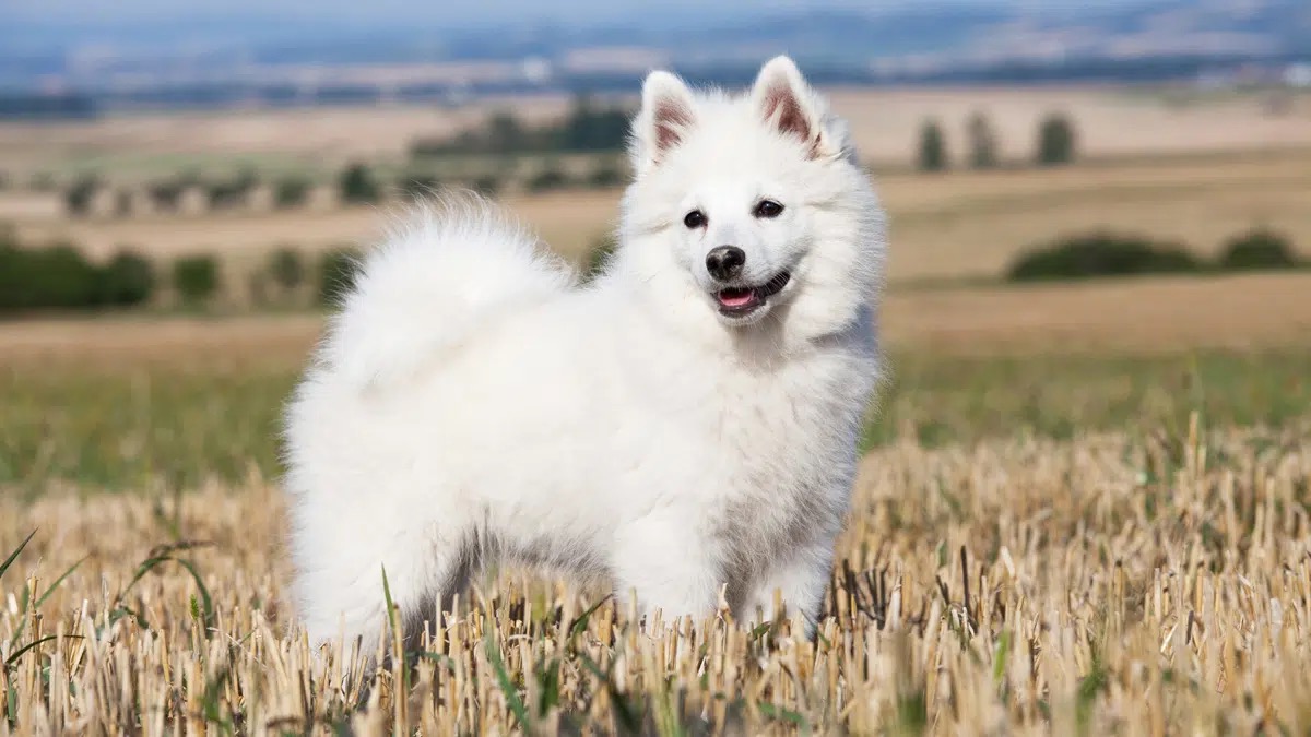 What Wild Animal Are You? German Spitz dog