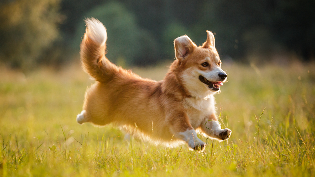 You got: Corgi! Choose Your Ideal Dish for Each Ingredient 🍓 and We’ll Tell You What Dog Breed 🐶 Is Your Perfect Match