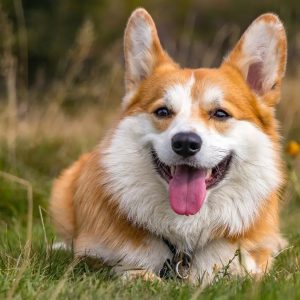 W Trivia Quiz Welsh Corgi