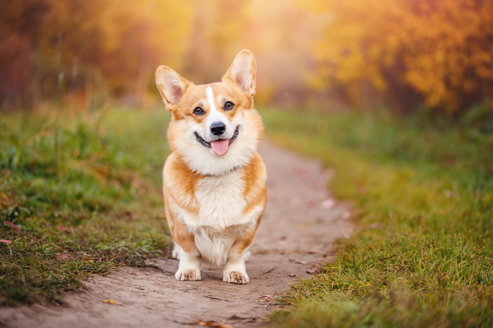 Only the Biggest – And I Mean BIGGEST – English Language Masters Can Pass This Test Welsh Corgi dog