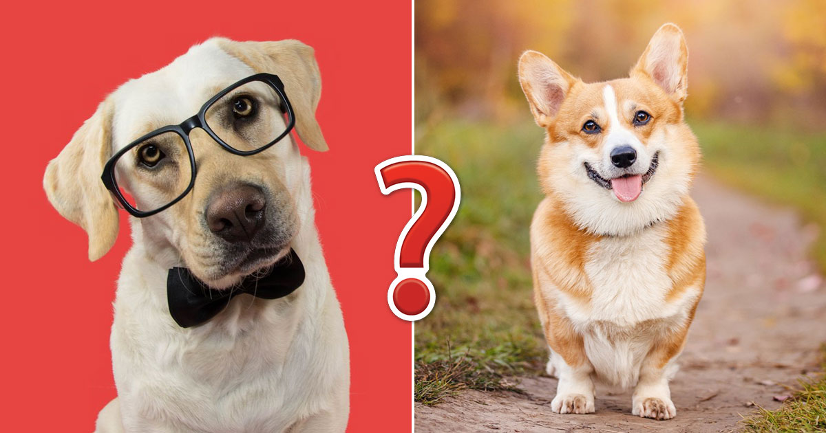 Can You Pass This Geography Quiz Where Every Question Comes With a 🐶 Dog-Related Clue?