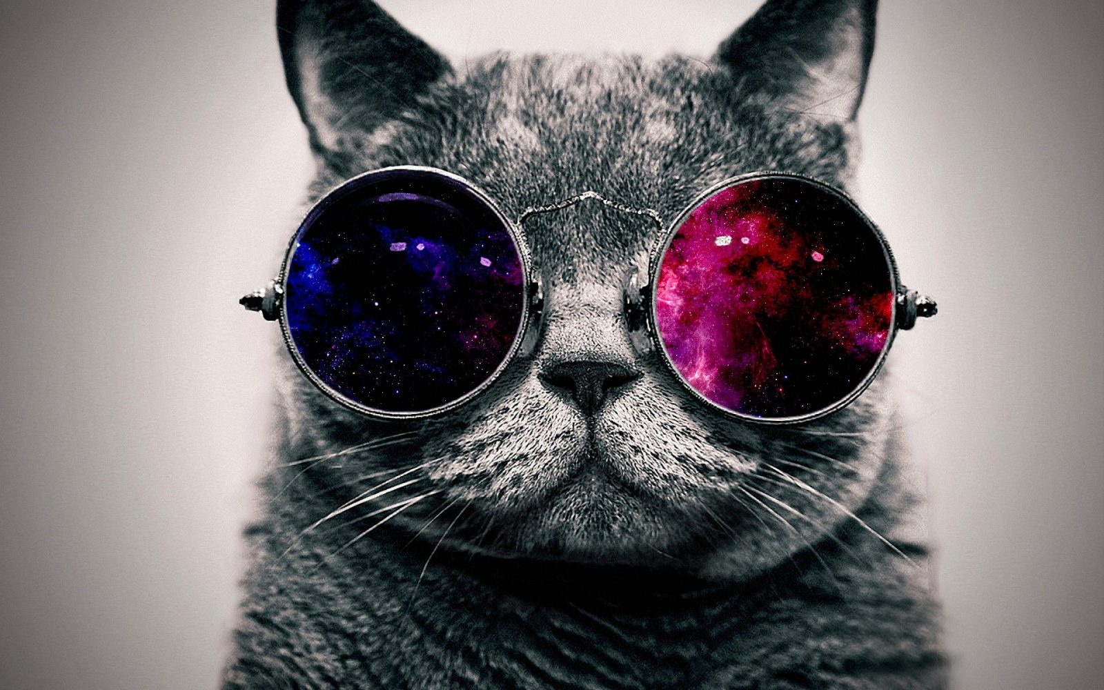 Cool cat