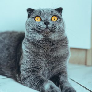 Cat Or Dog Breed Quiz Cat