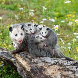 This Mixed Knowledge Quiz Increases In Difficulty With Every Question Opossum