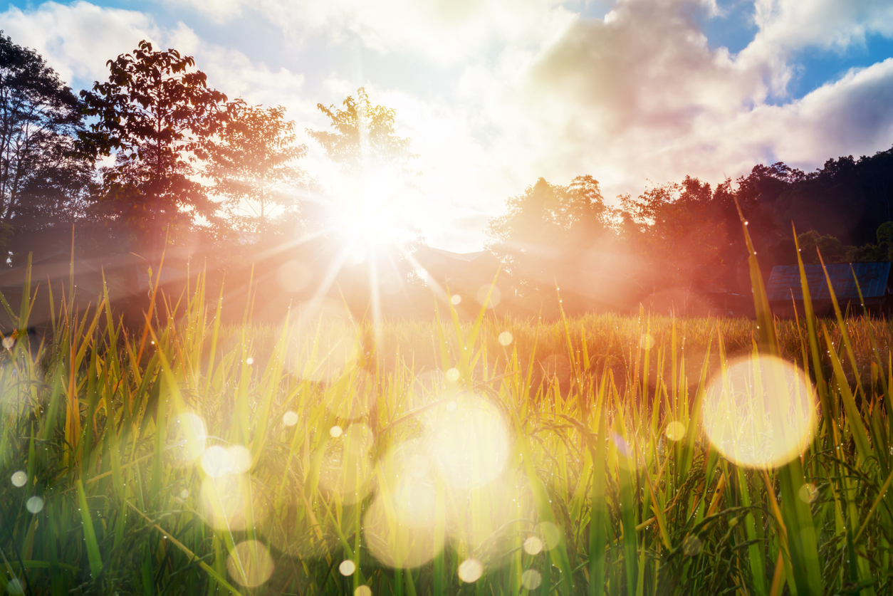 Are You Sweet, Sour, Spicy, Or Umami? Quiz Paddy field farming at sunrise photosynthesis