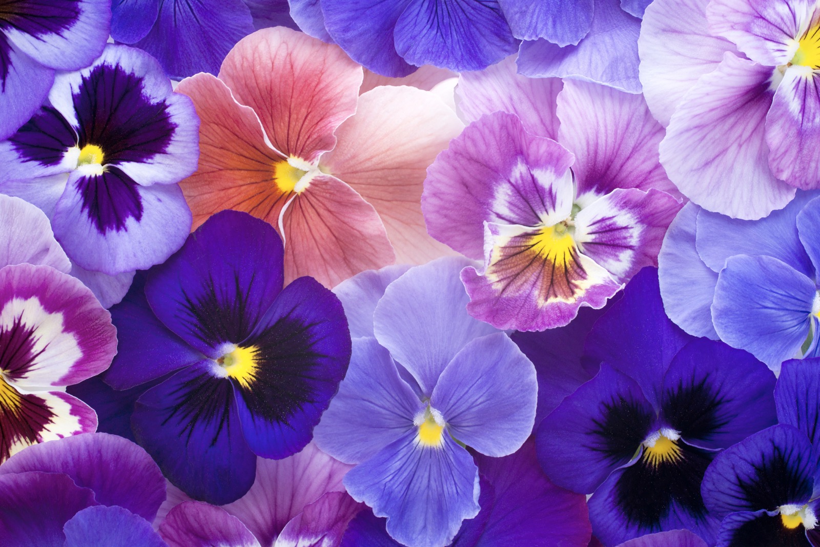 You got: Cheerful Pansy! What Spring Flower Are You? 🌷 Eat a Spring-Colored Buffet to Find Out