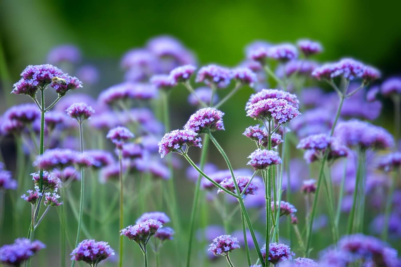 Purple Trivia Quiz Verbena Flowers