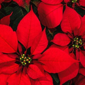 Christmas Jeopardy Quiz Poinsettia