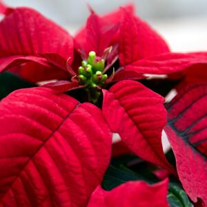 Christmas Jeopardy Quiz Poinsettia