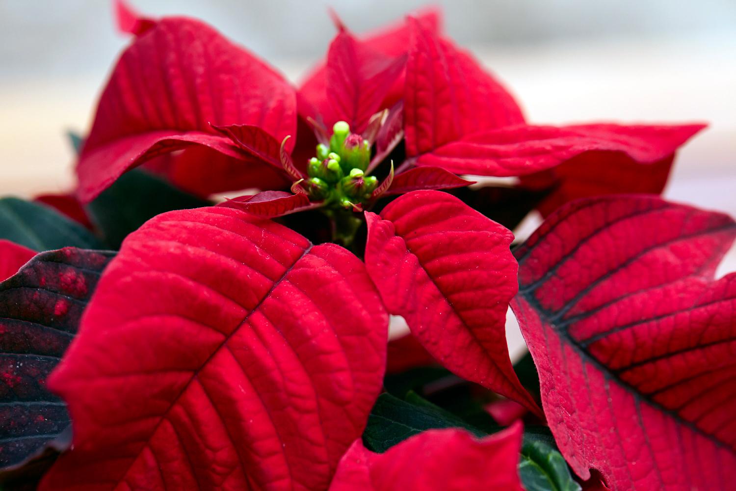 Christmas Geography Quiz Poinsettia flowers