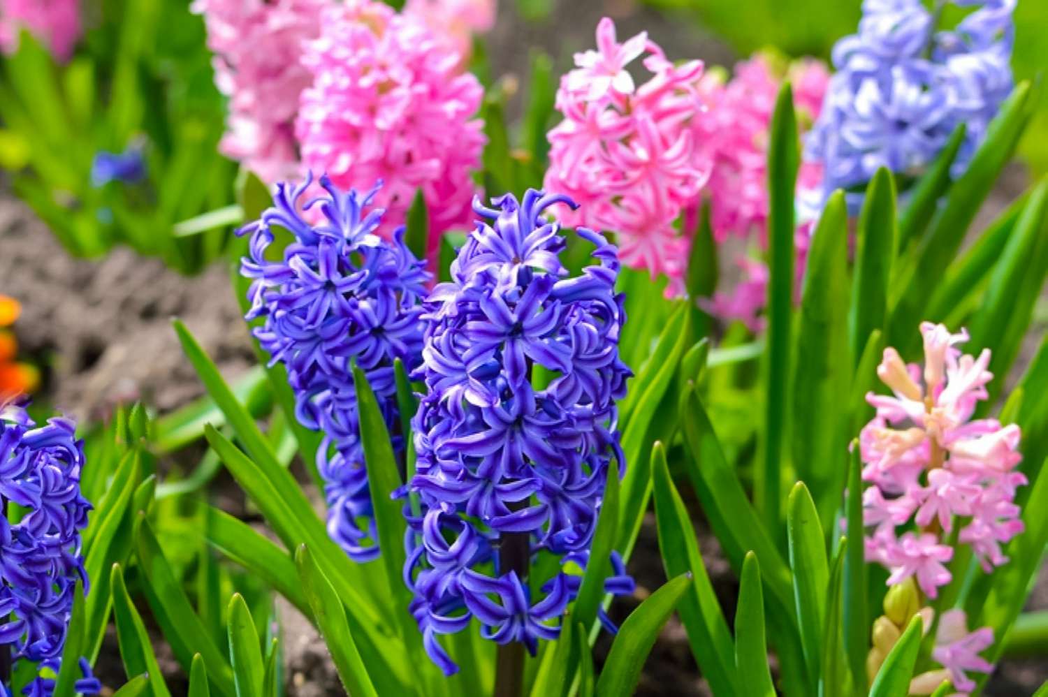 Purple Trivia Quiz Hyacinth flowers plants