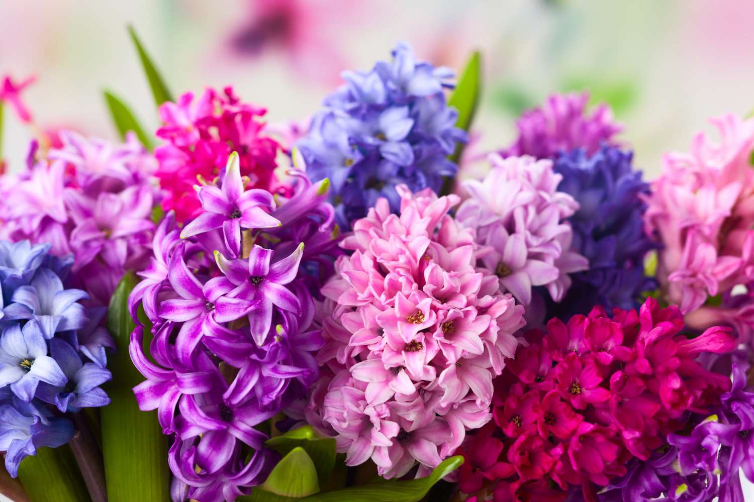 You got: Gentle Hyacinth! What Spring Flower Are You? 🌷 Eat a Spring-Colored Buffet to Find Out