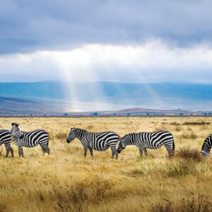24 Trivia Quiz Questions & Answers From Museums To Superheroes Tanzania