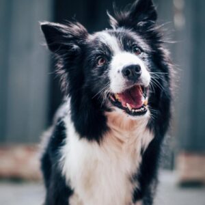 Cat Or Dog Breed Quiz Dog