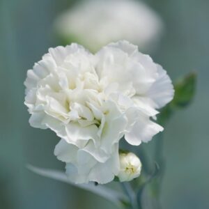 January Trivia Quiz Carnation