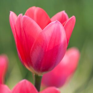 Pink Valentine's Day Quiz Tulip