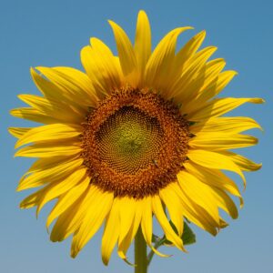 Which TV Mom Are You? Quiz Sunflower