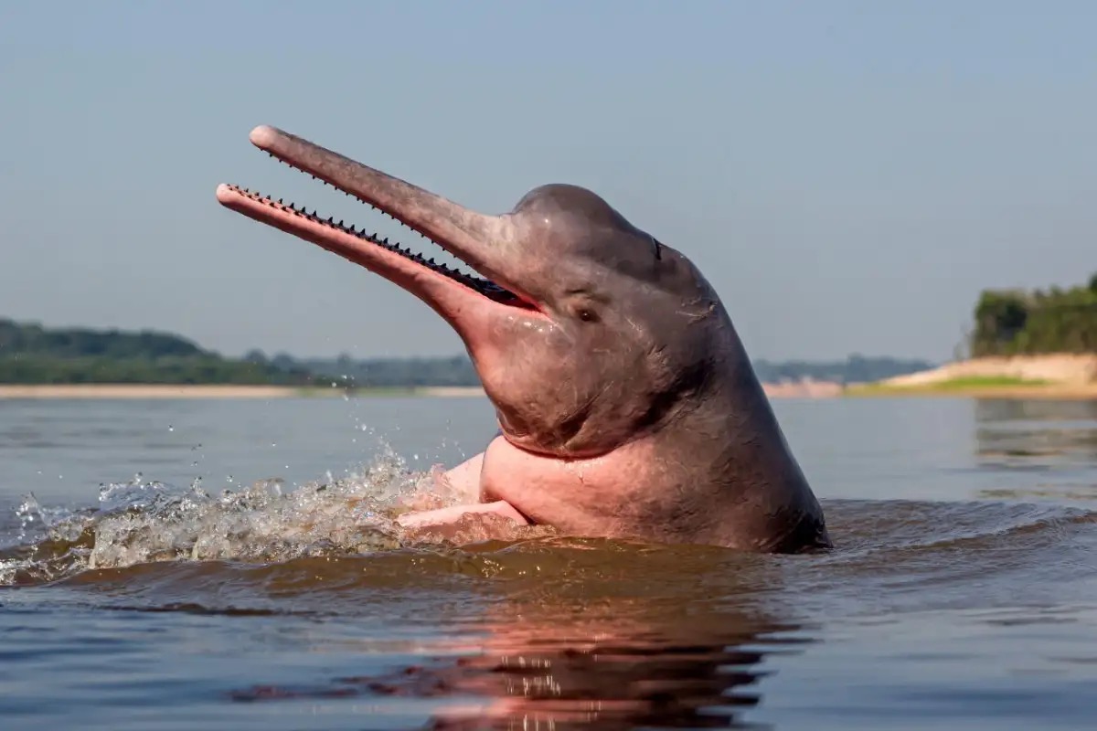 Pink Trivia Quiz pink dolphin