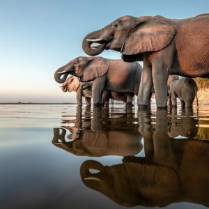 World Animal Day Quiz African elephant