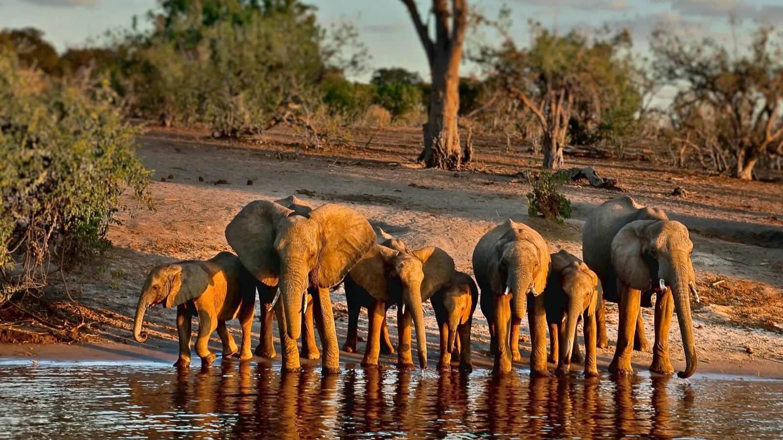 Second Largest Animals African elephants, Chobe National Park, Botswana
