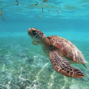What Type Of Dolphin Are You? Quiz Turtle