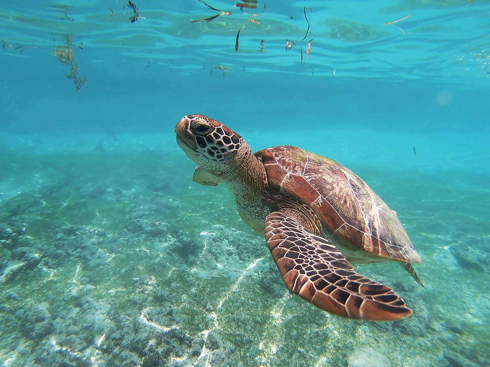 Sea turtle