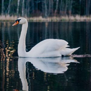 Foods Named After Animals Quiz Swan
