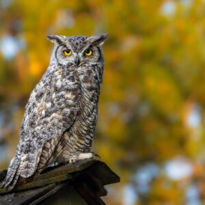 Rare Patronus Quiz Sending messages through the air with the assistance of winged creatures