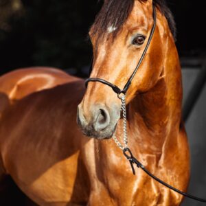 Foods Named After Animals Quiz Horse